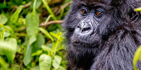 Mountain Gorilla Trek in Rwanda