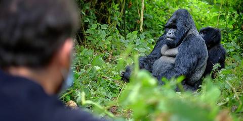 12-Day Rwanda and Uganda Primates and Wildlife Safari