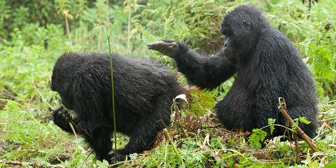 Rwanda Gorilla Trek Tour from Kigali City