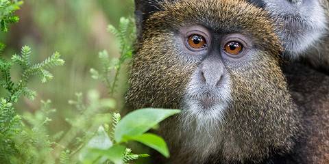 Explore the Cradle of Primate into Heart of Africa