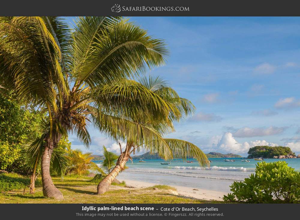 Palm-lined Cote d'Or Beach in Cote d'Or, Seychelles