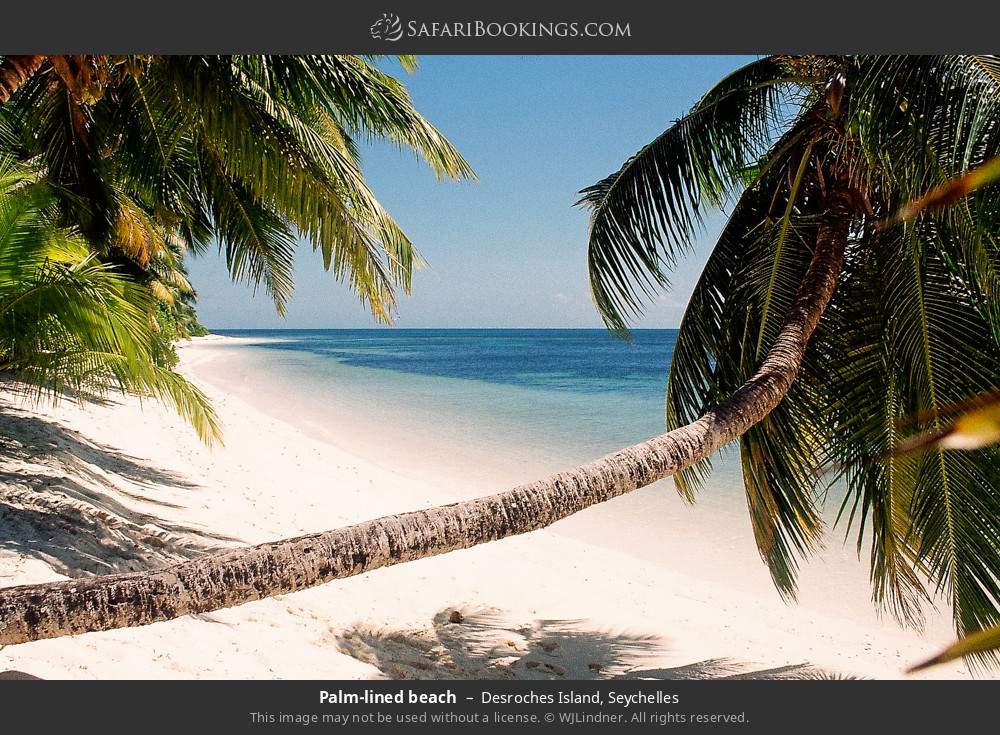 Palm-lined beach on Desroches Island in Desroches Island, Seychelles