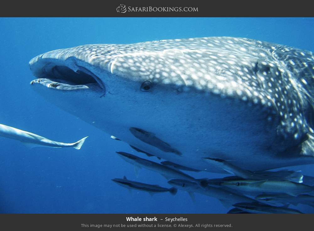 Whale shark