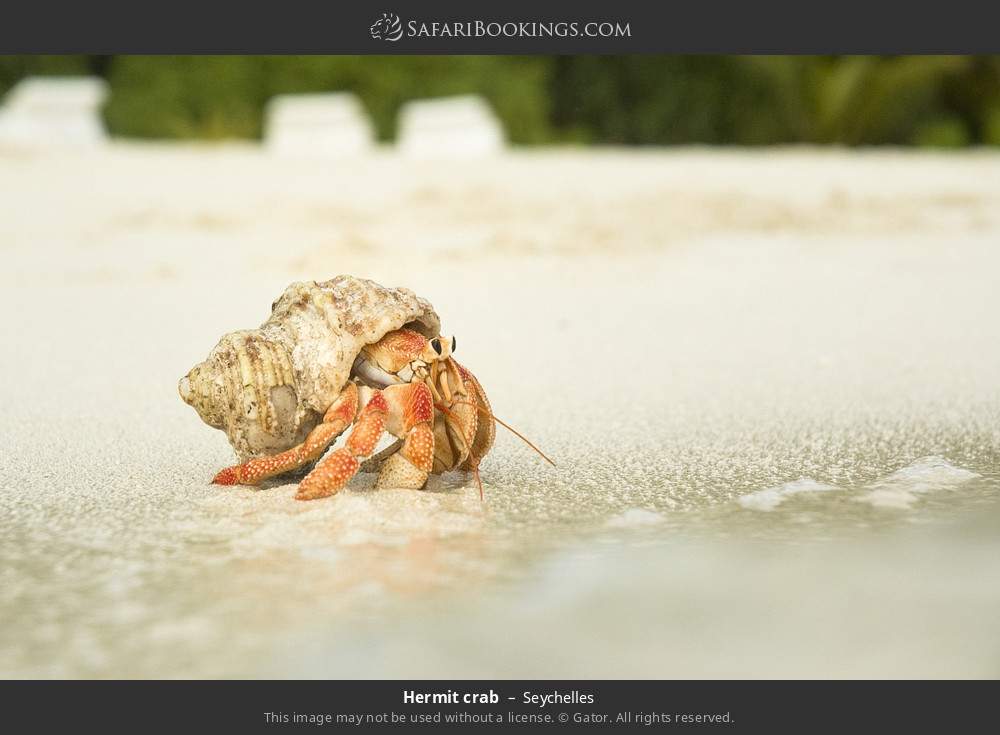 Hermit crab