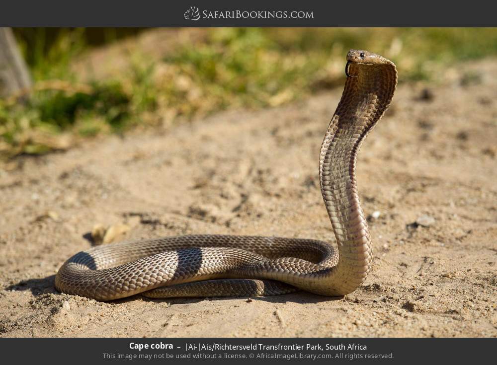Cape cobra in |Ai-|Ais/Richtersveld Transfrontier Park, South Africa