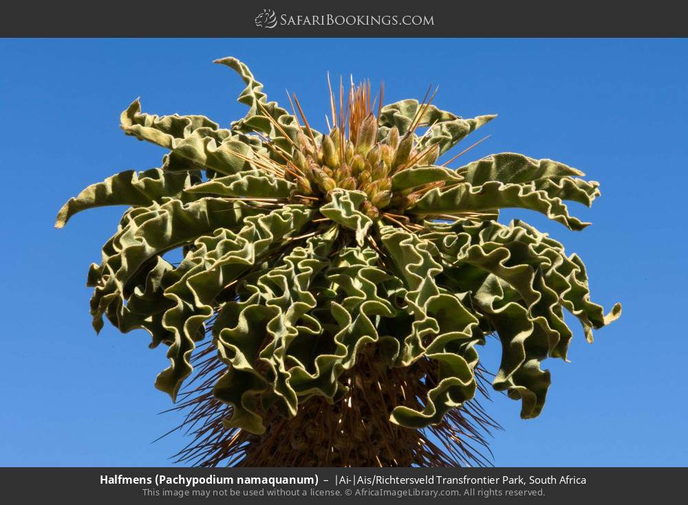Halfmens (Pachypodium namaquanum) in |Ai-|Ais/Richtersveld Transfrontier Park, South Africa