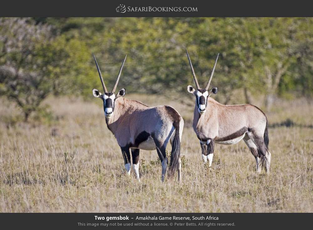 Two gemsbok in Amakhala Game Reserve, South Africa