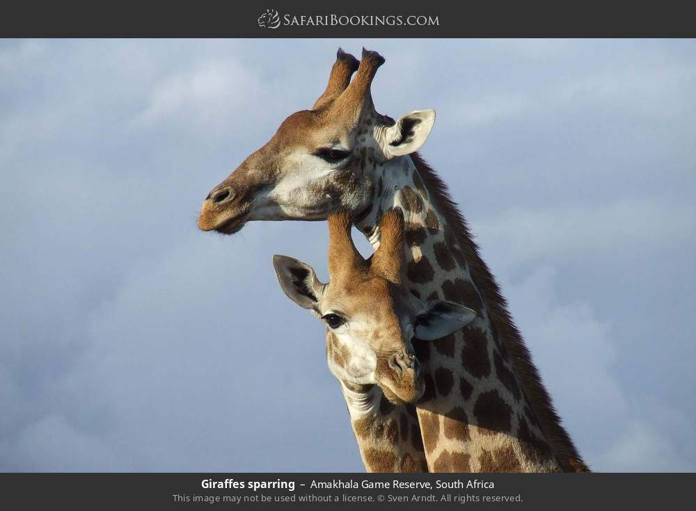 Giraffes sparring in Amakhala Game Reserve, South Africa
