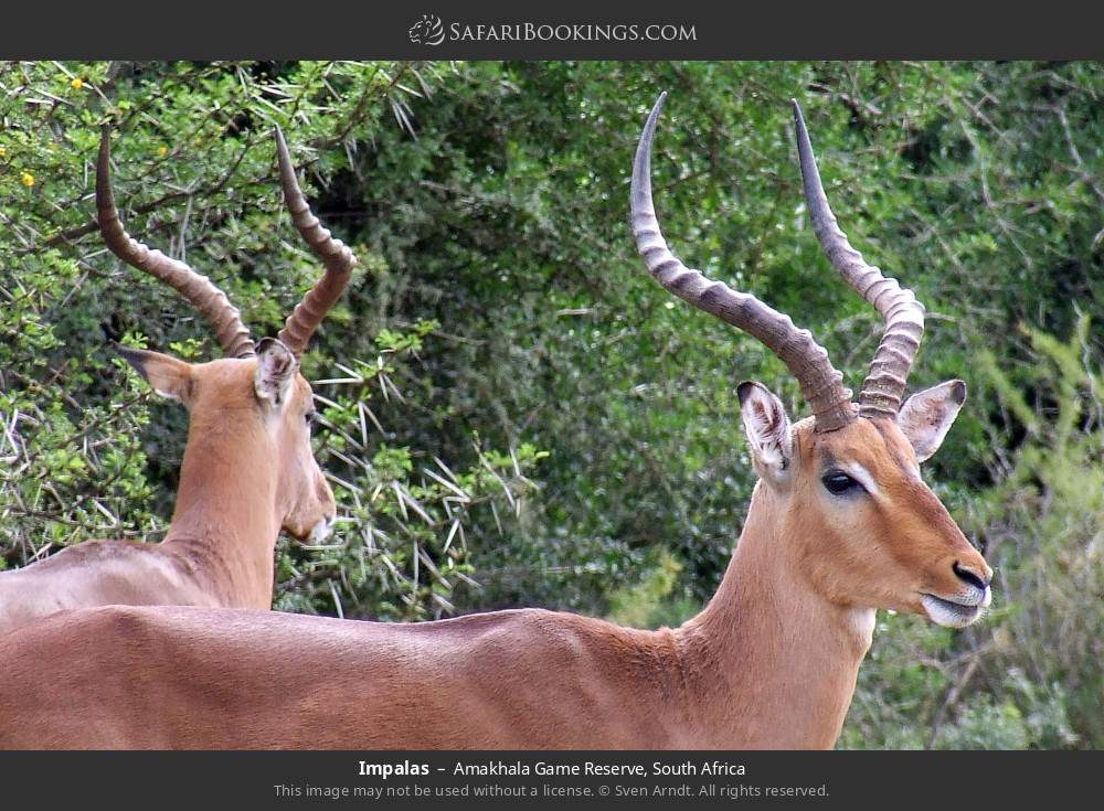 Impalas in Amakhala Game Reserve, South Africa