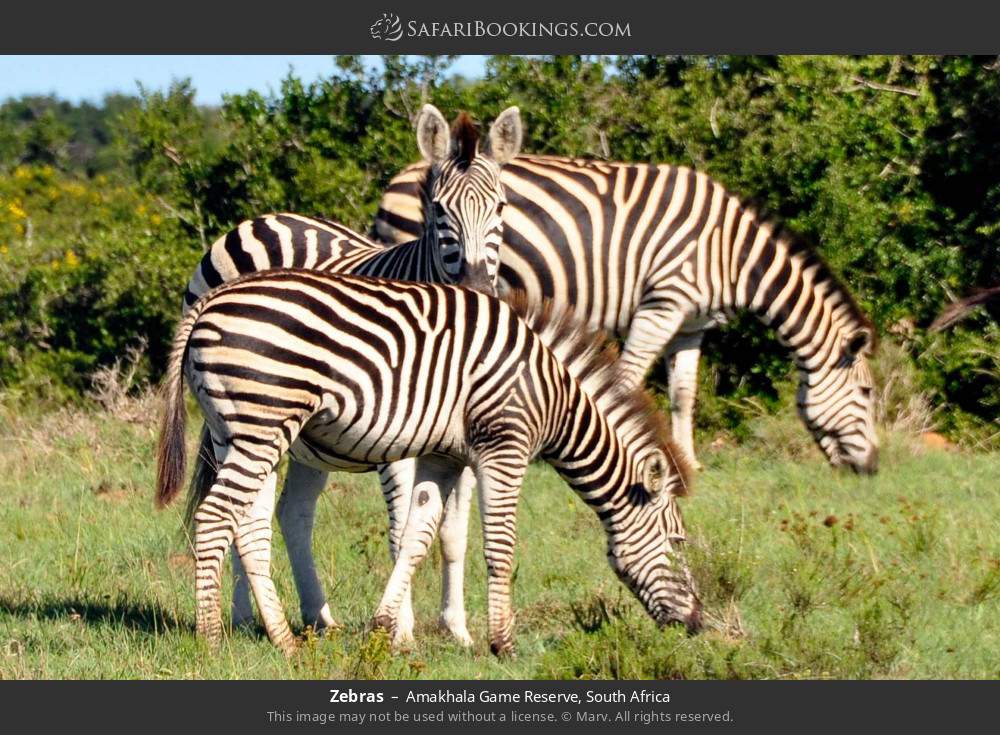 Zebras in Amakhala Game Reserve, South Africa