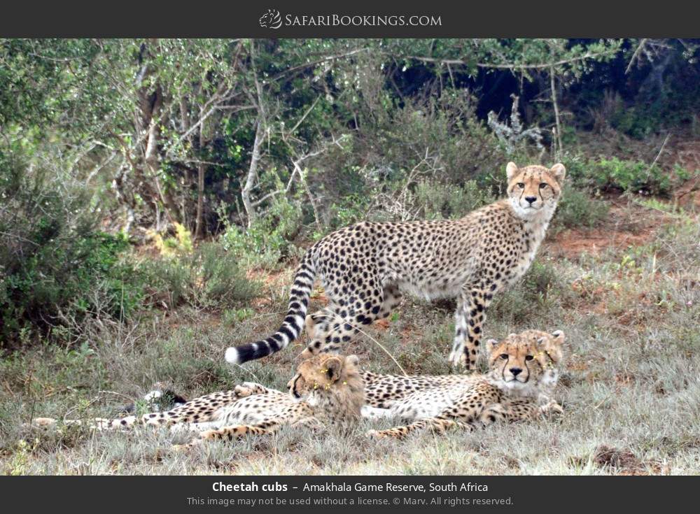 Cheetah cubs in Amakhala Game Reserve, South Africa