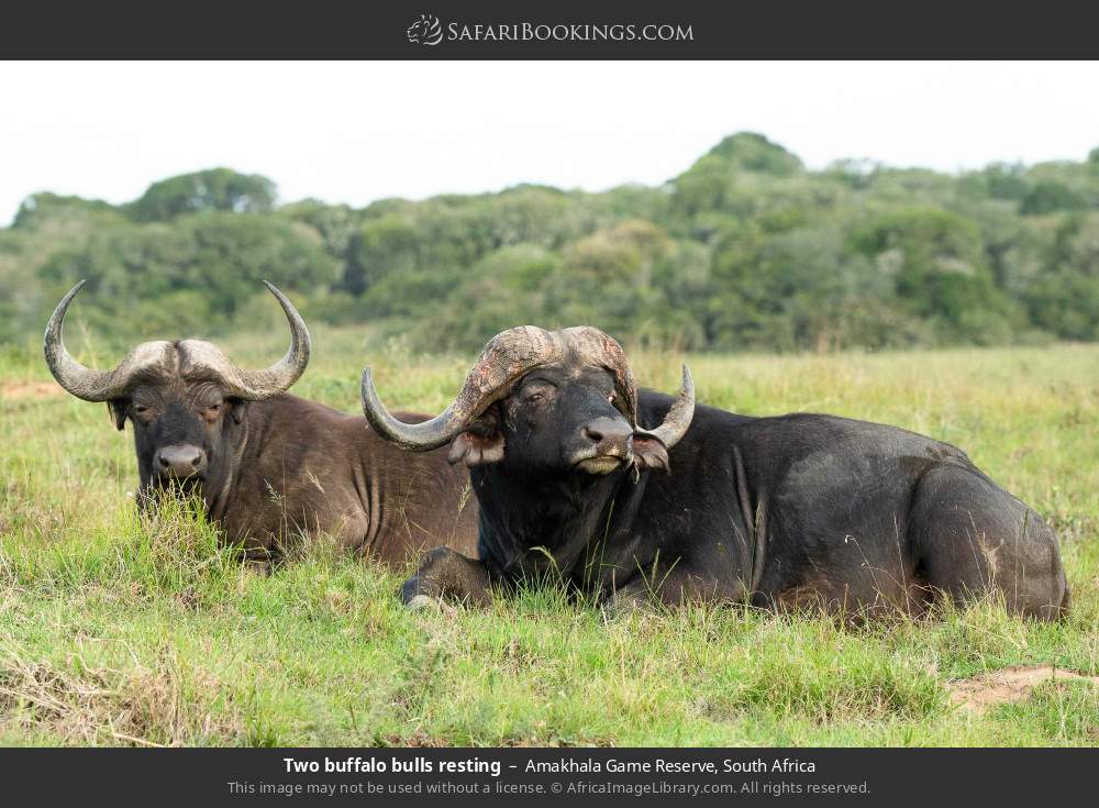 Two buffalo bulls resting in Amakhala Game Reserve, South Africa
