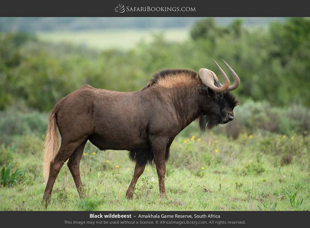 Black wildebeest in Amakhala Game Reserve, South Africa