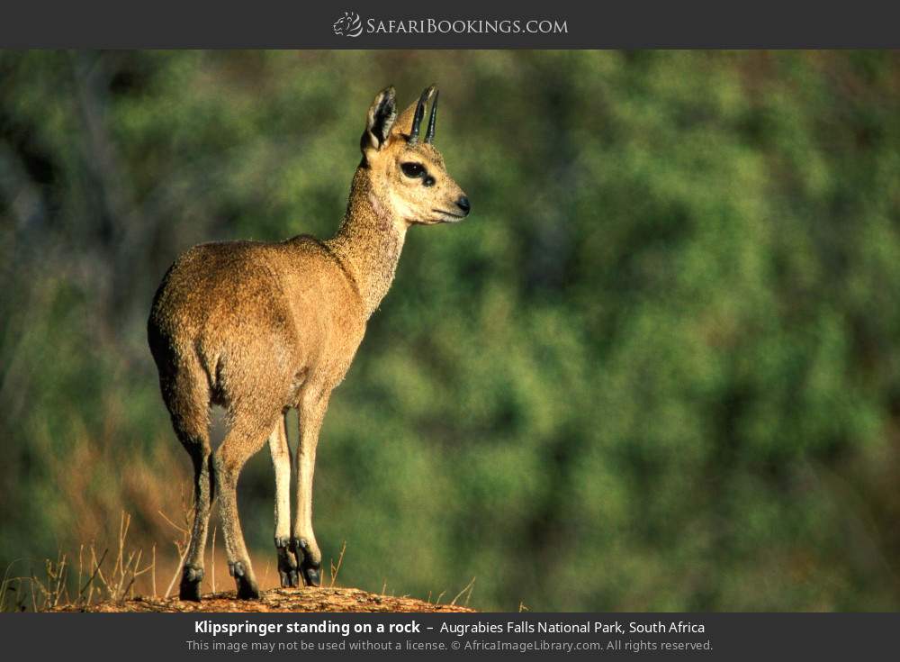 Klipspringer standing on a rock in Augrabies Falls National Park, South Africa