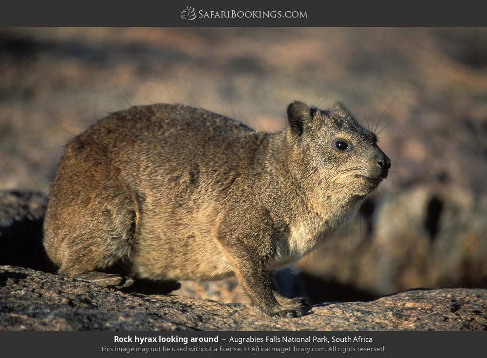 Rock hyrax in Augrabies Falls National Park, South Africa