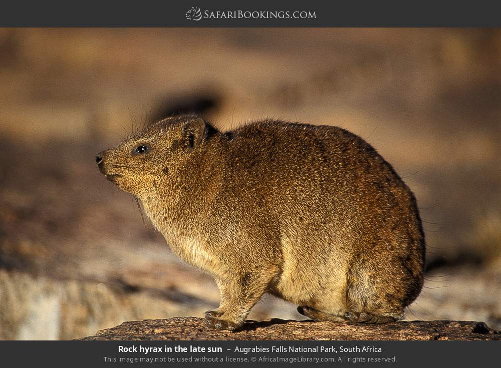 Rock hyrax in the late sun in Augrabies Falls National Park, South Africa