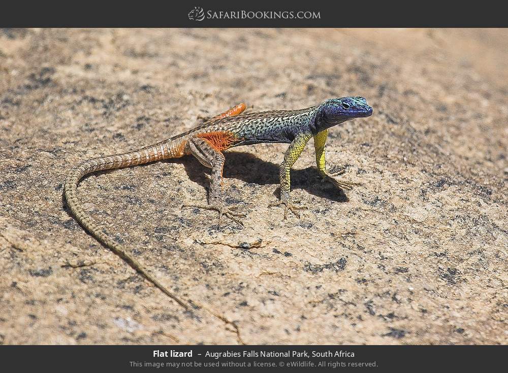 Flat lizard in Augrabies Falls National Park, South Africa
