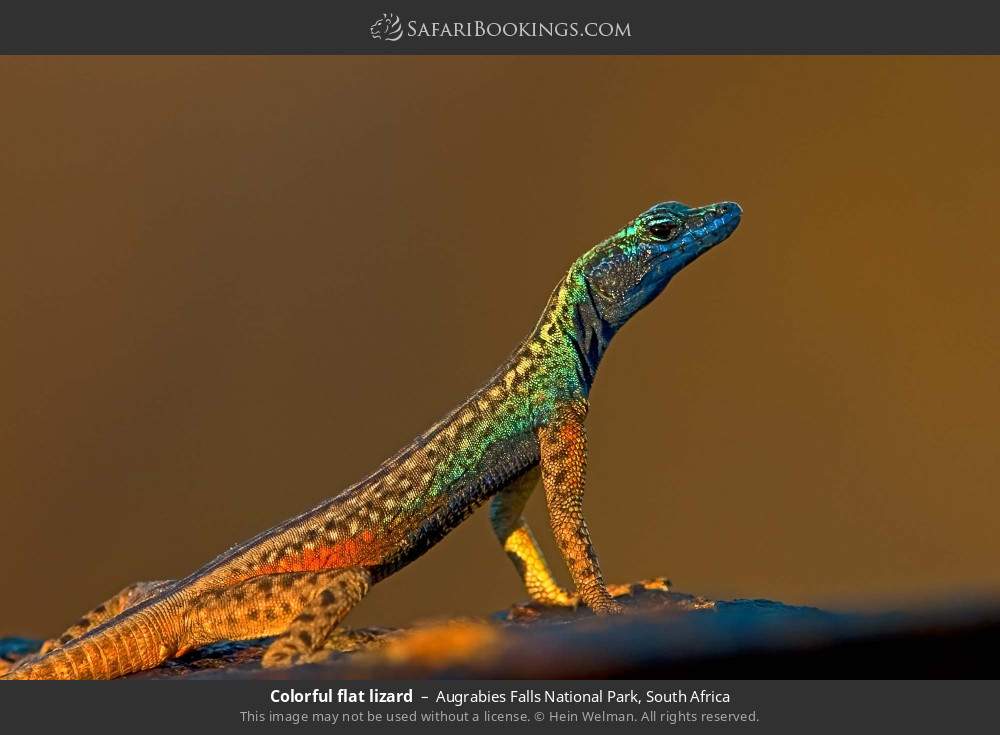 Colorful flat lizard in Augrabies Falls National Park, South Africa