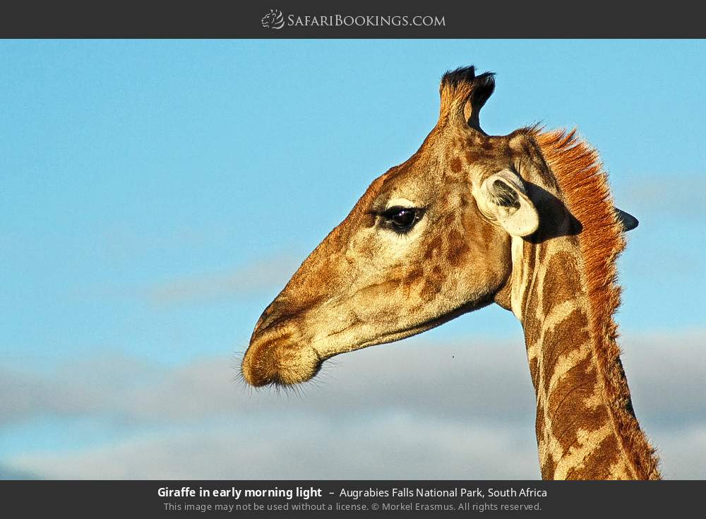 Giraffe in early morning light in Augrabies Falls National Park, South Africa