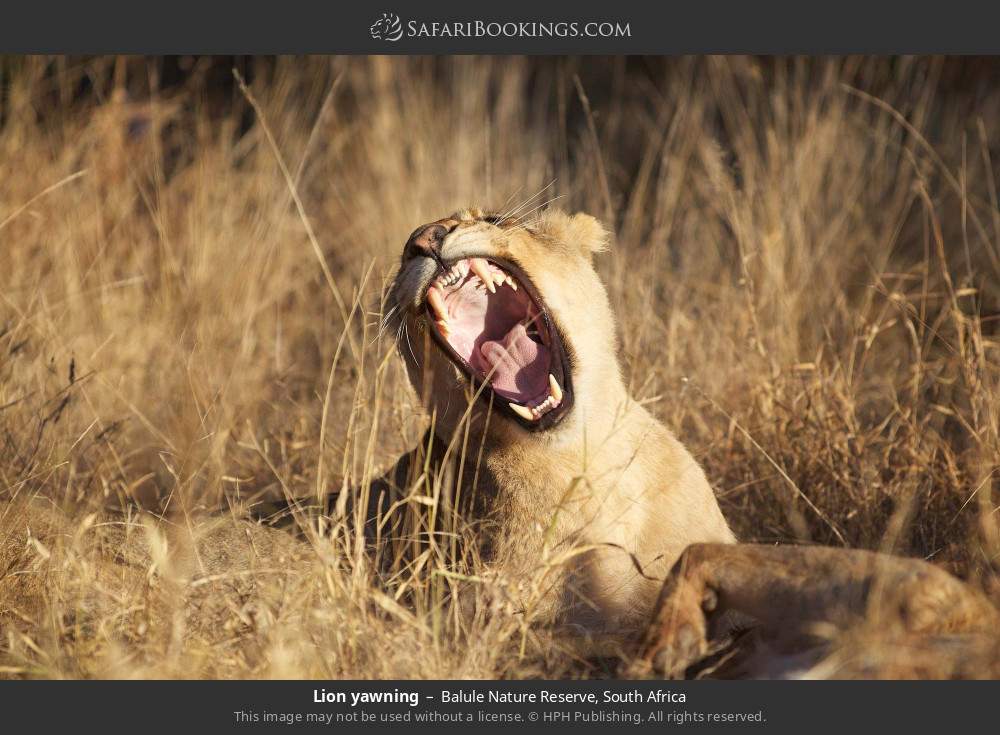 Lion yawning in Balule Nature Reserve, South Africa