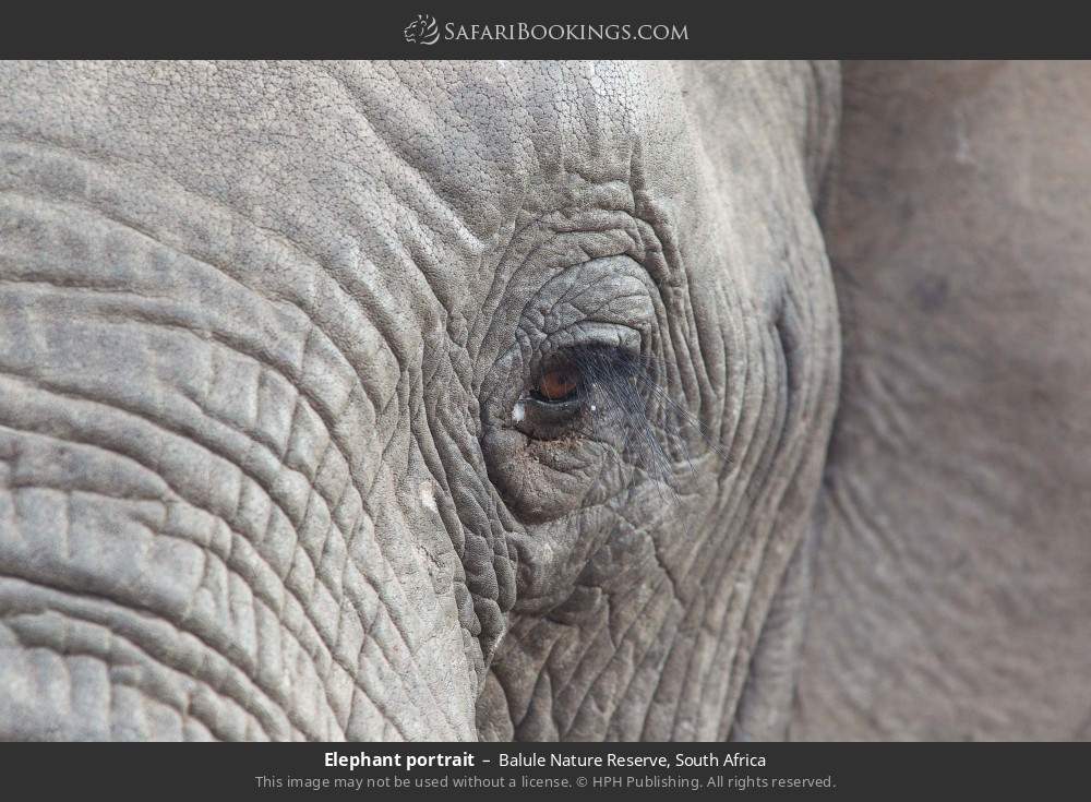 Elephant portrait in Balule Nature Reserve, South Africa