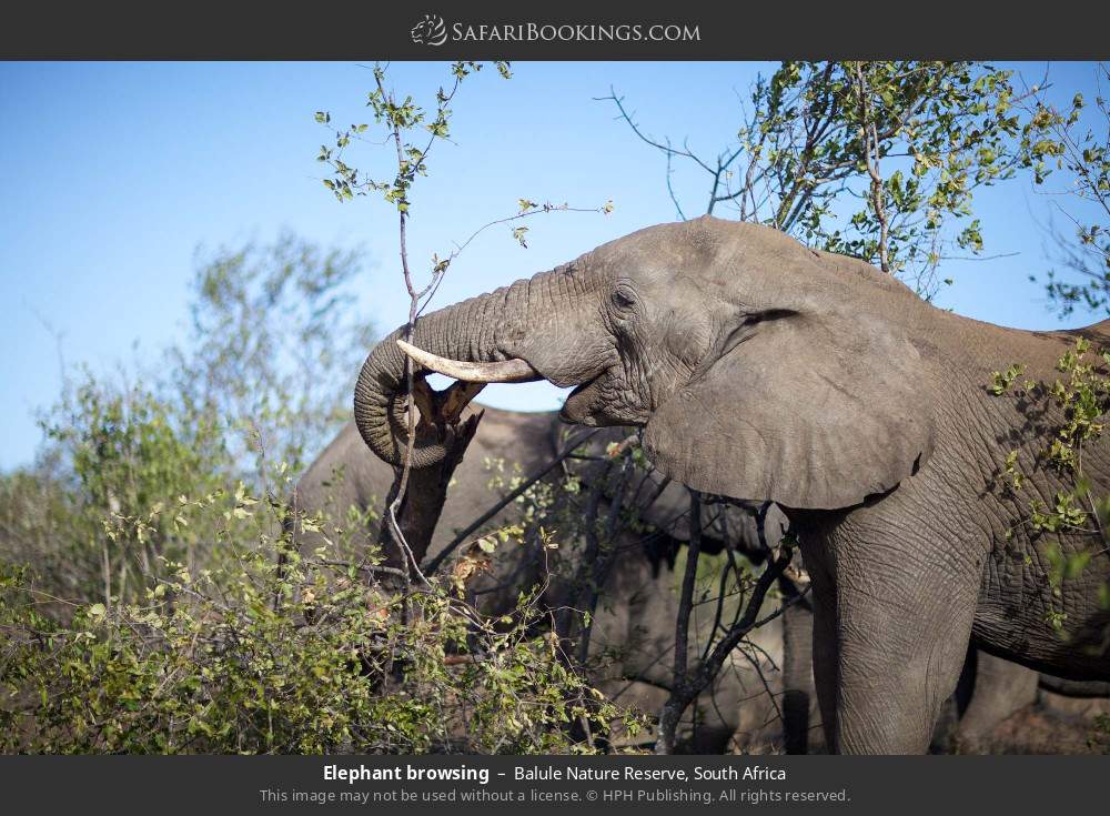 Elephant browsing in Balule Nature Reserve, South Africa