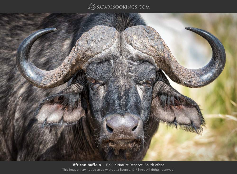 African buffalo in Balule Nature Reserve, South Africa