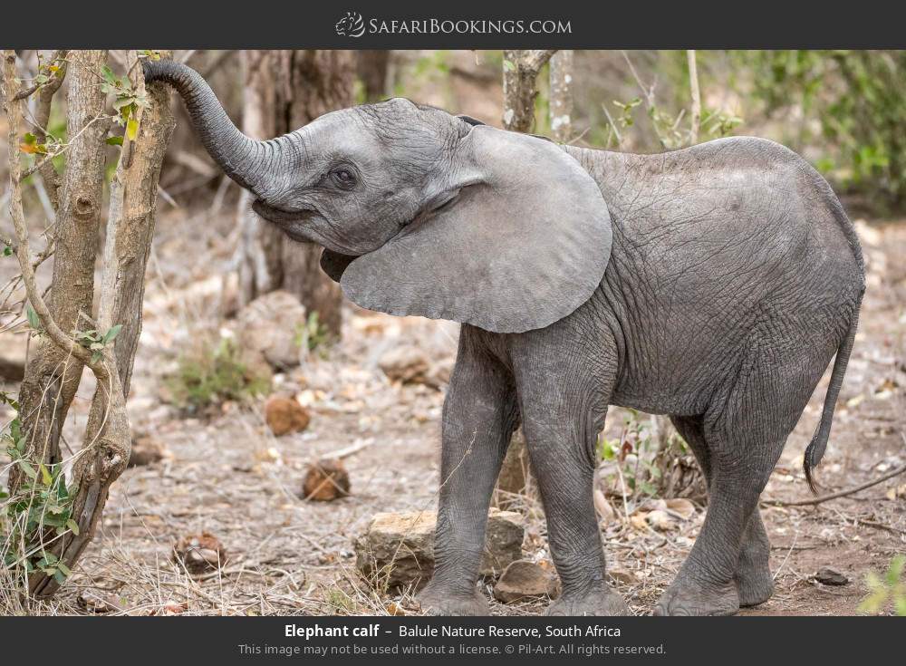 Elephant calf in Balule Nature Reserve, South Africa