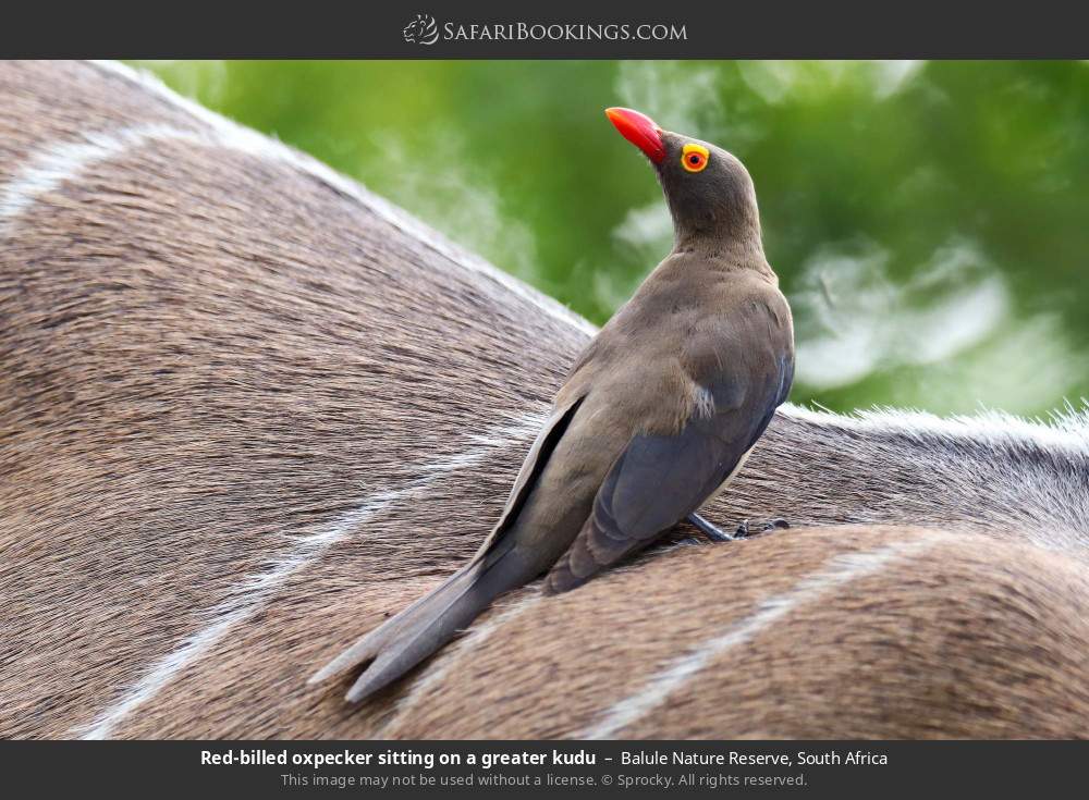 Red-billed oxpecker sitting on a greater kudu in Balule Nature Reserve, South Africa