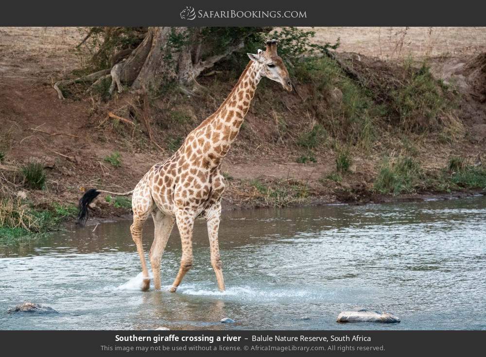 Southern giraffe crossing a river in Balule Nature Reserve, South Africa
