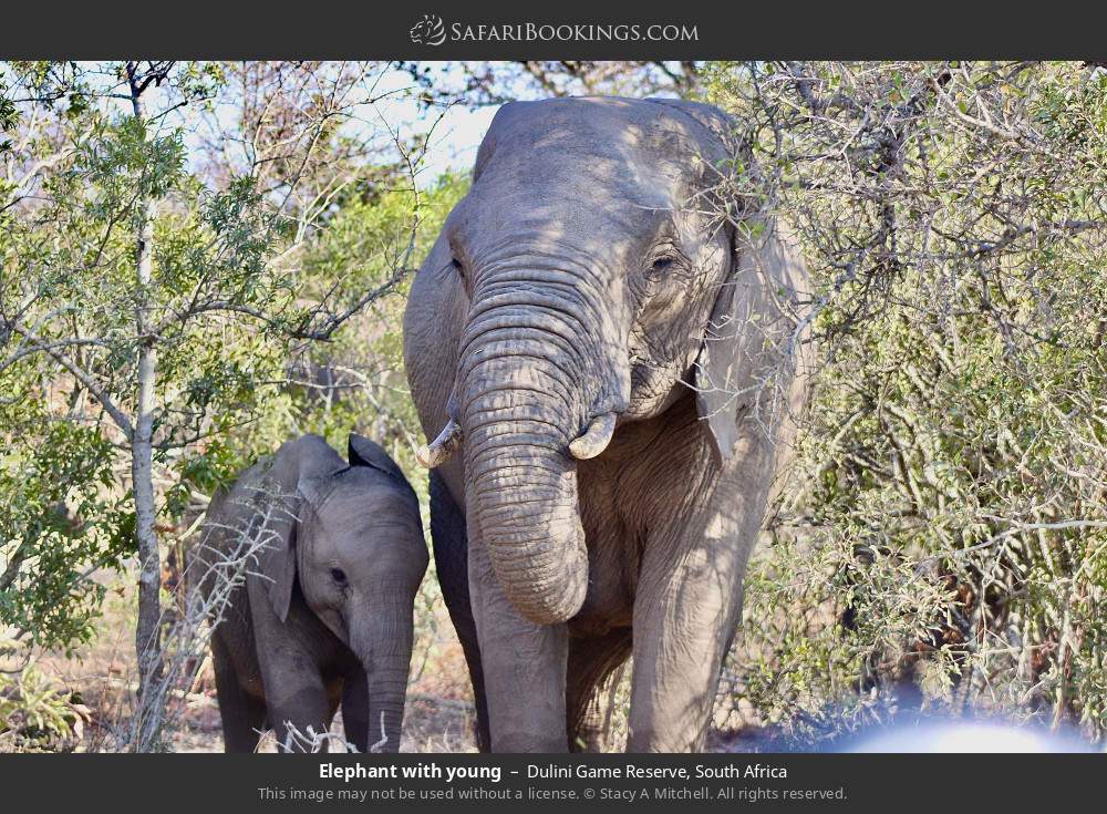 Elephant with young in Dulini Game Reserve, South Africa