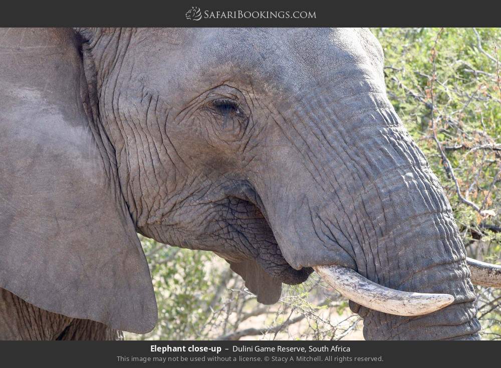 Elephant close-up in Dulini Game Reserve, South Africa