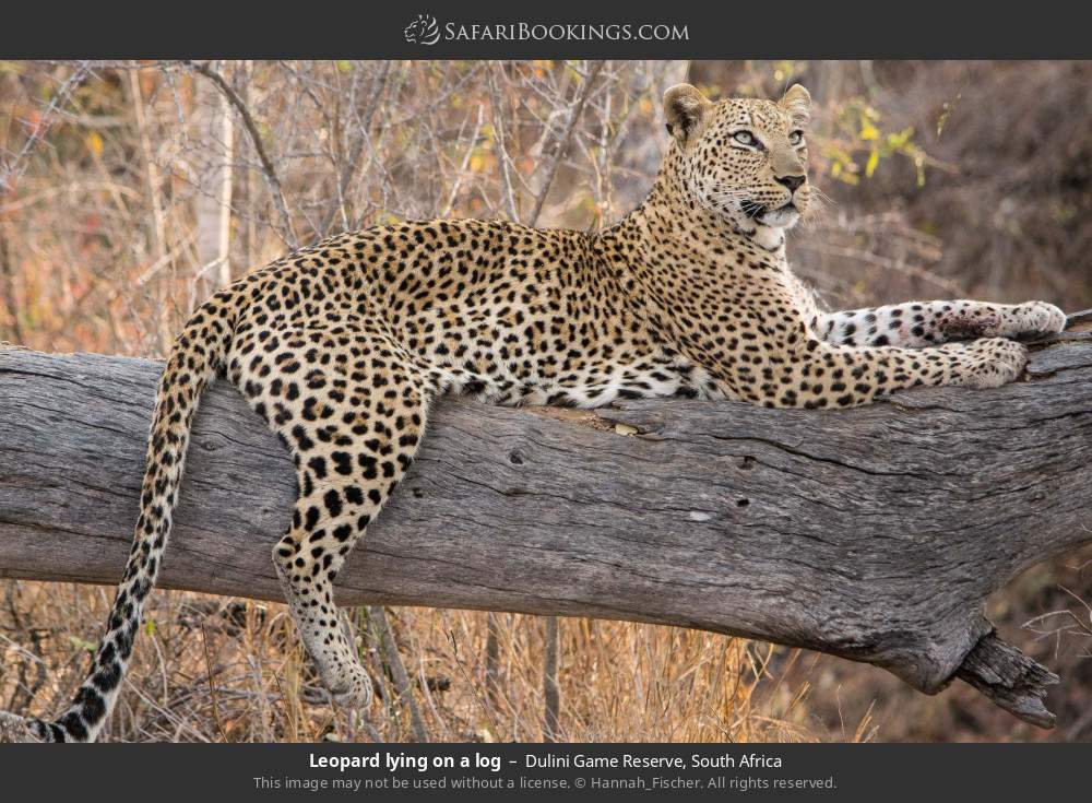 Leopard lying on a log in Dulini Game Reserve, South Africa