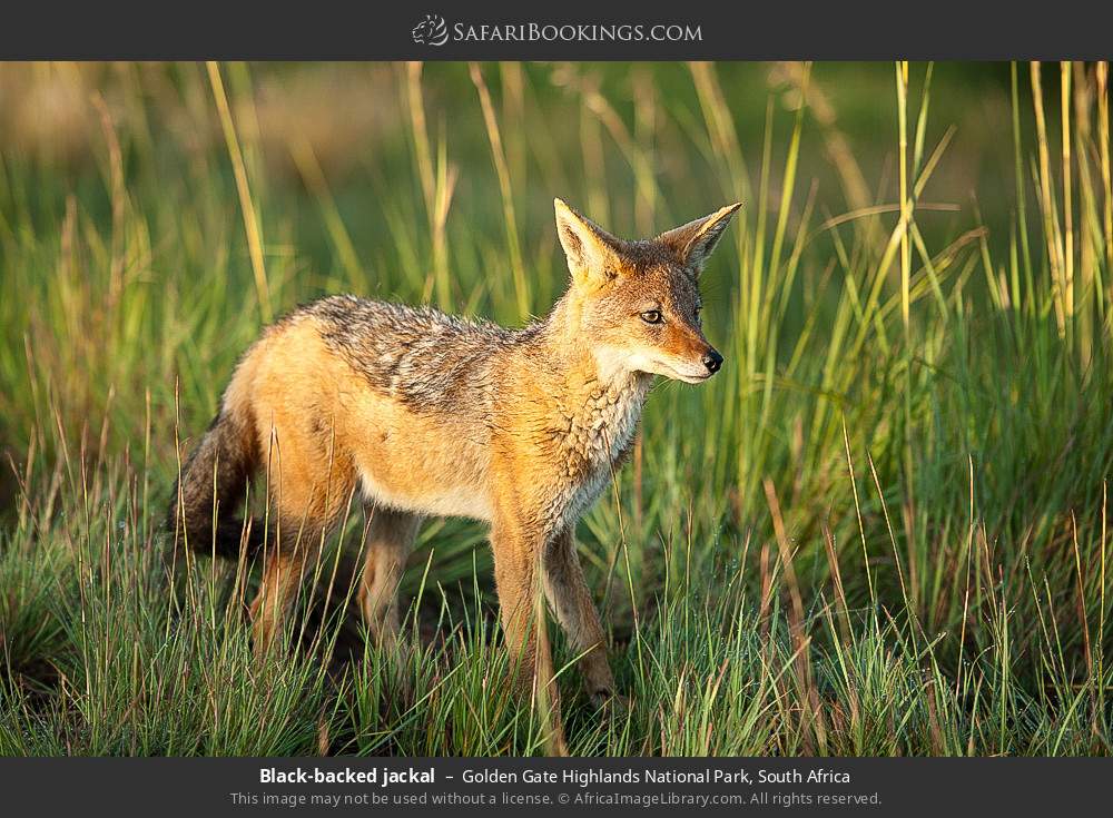 Black-backed jackal in Golden Gate Highlands National Park, South Africa