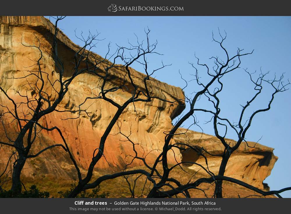 Cliff and trees in Golden Gate Highlands National Park, South Africa