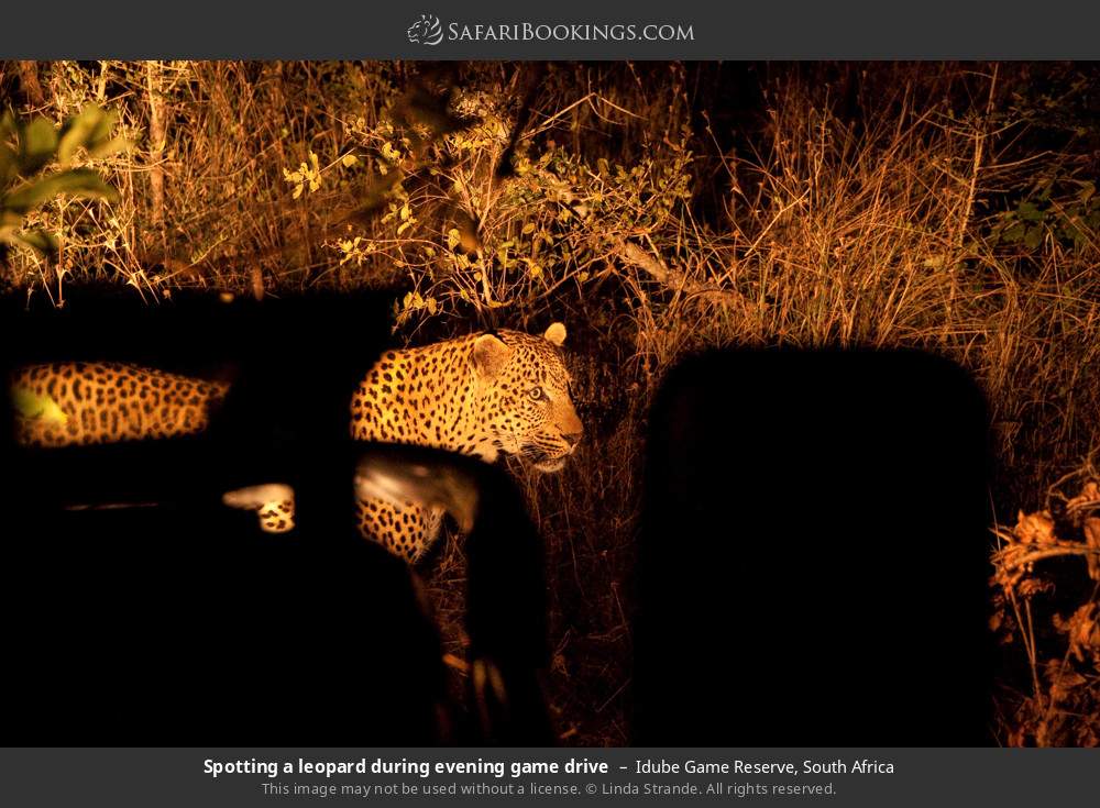 Spotting a leopard during a night drive in Idube Game Reserve, South Africa