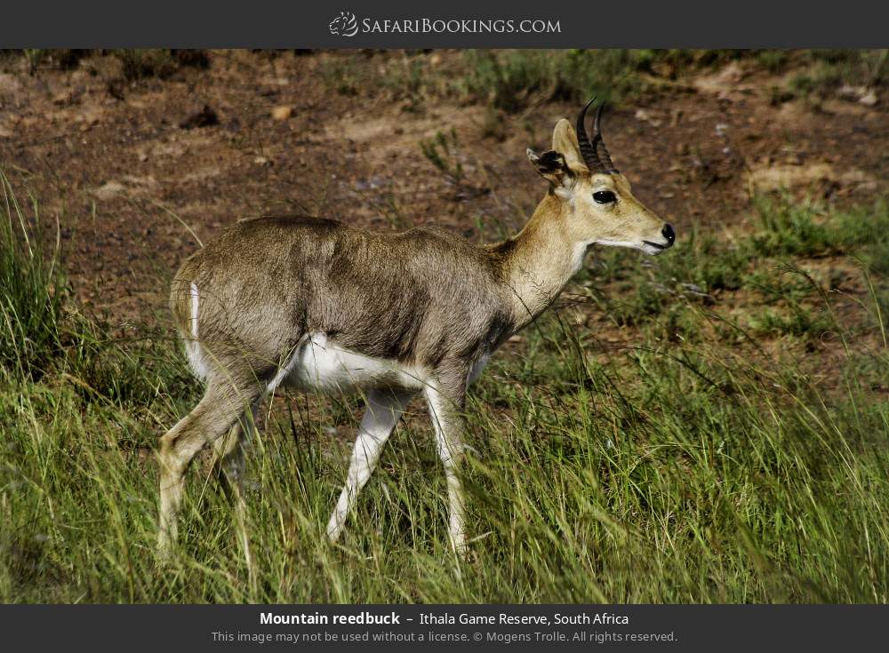 Mountain reedbuck in Ithala Game Reserve, South Africa