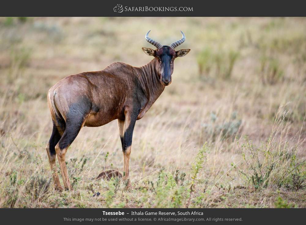 Tsessebe in Ithala Game Reserve, South Africa