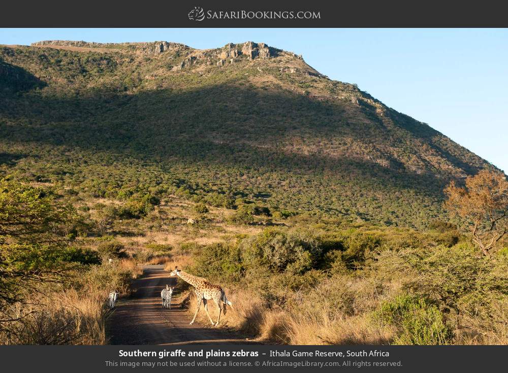 Southern giraffe and plains zebras in Ithala Game Reserve, South Africa