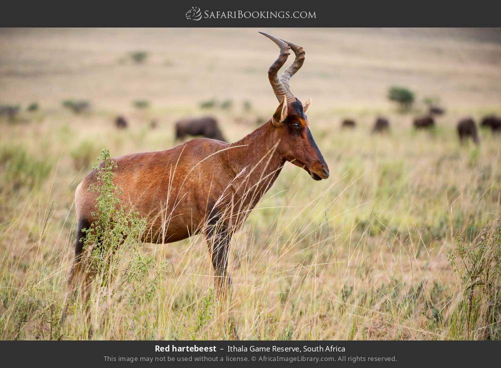 Red hartebeest in Ithala Game Reserve, South Africa