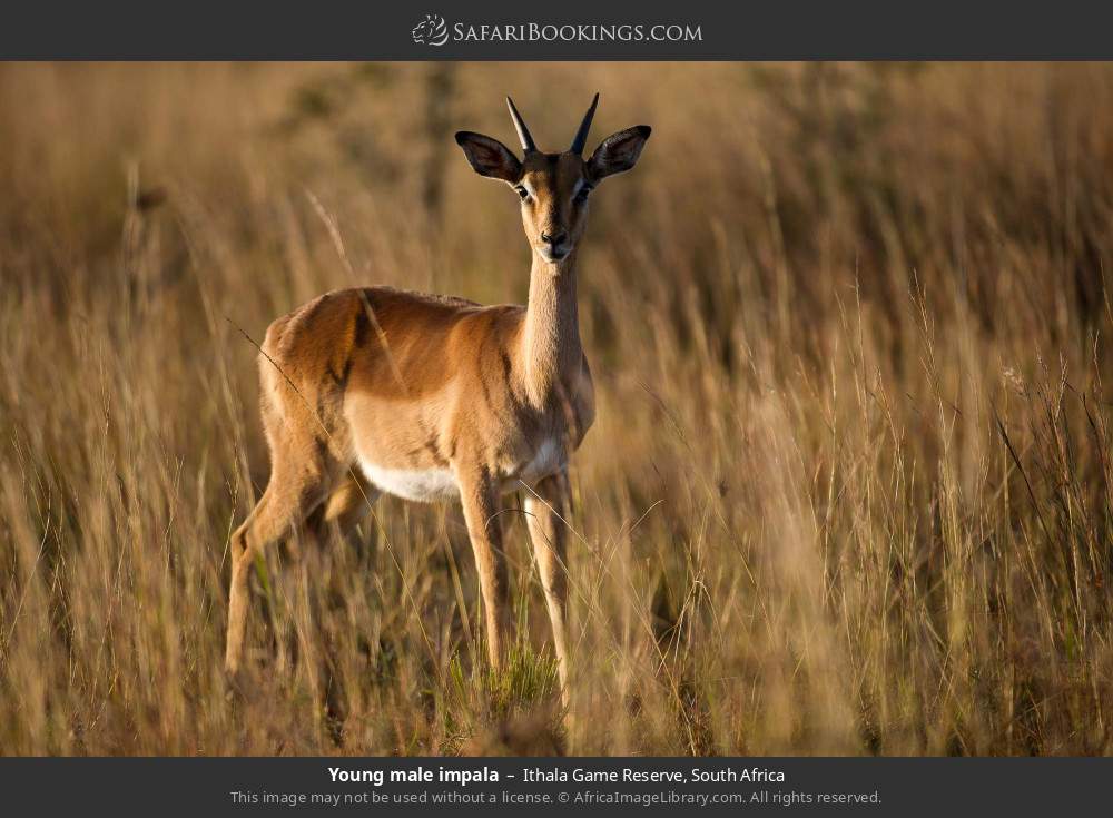 Young male impala in Ithala Game Reserve, South Africa