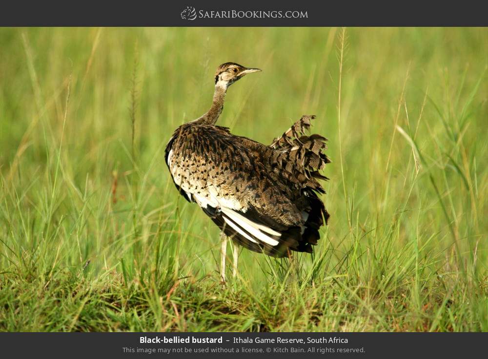 Black-bellied bustard in Ithala Game Reserve, South Africa