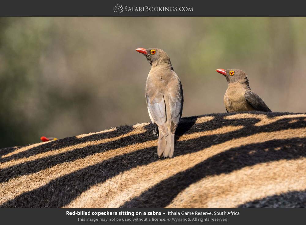 Red-billed oxpeckers sitting on a zebra in Ithala Game Reserve, South Africa