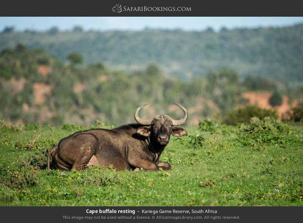Cape buffalo resting in Kariega Game Reserve, South Africa