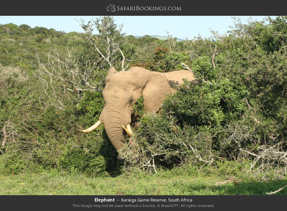 Elephant in Kariega Game Reserve, South Africa