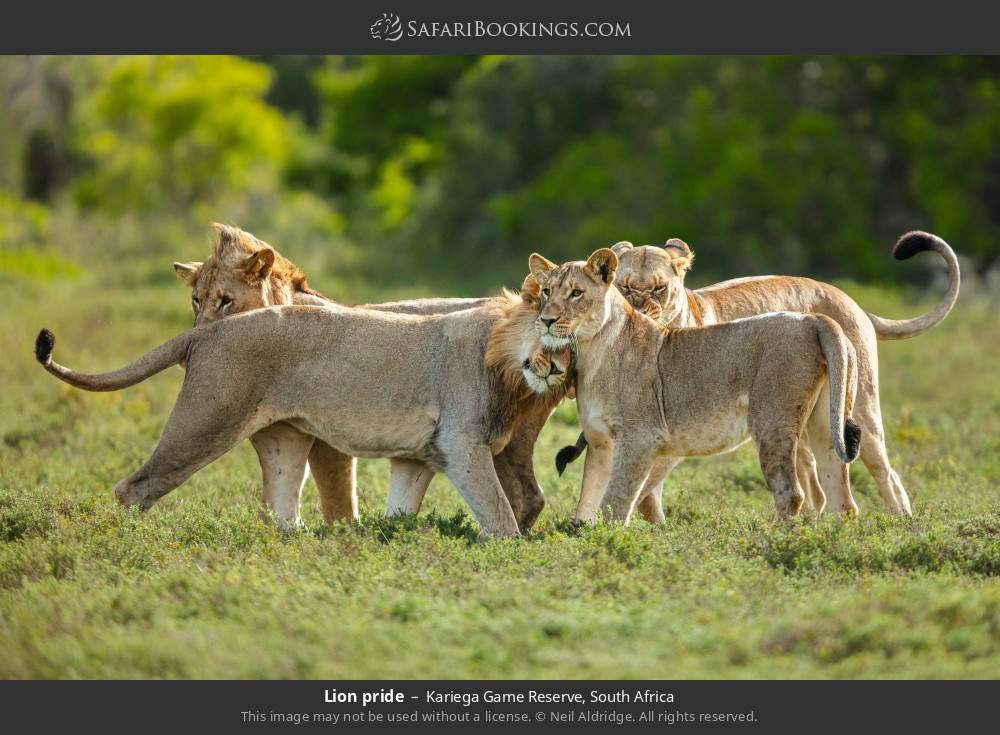 Lion pride in Kariega Game Reserve, South Africa