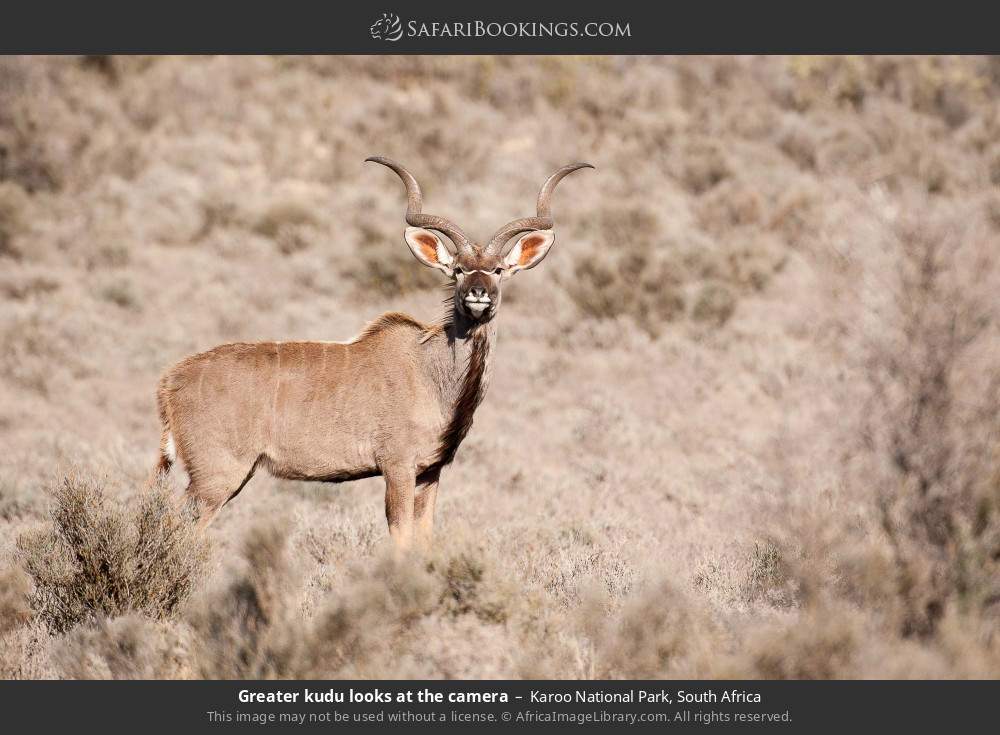 Greater kudu looking at the camera in Karoo National Park, South Africa