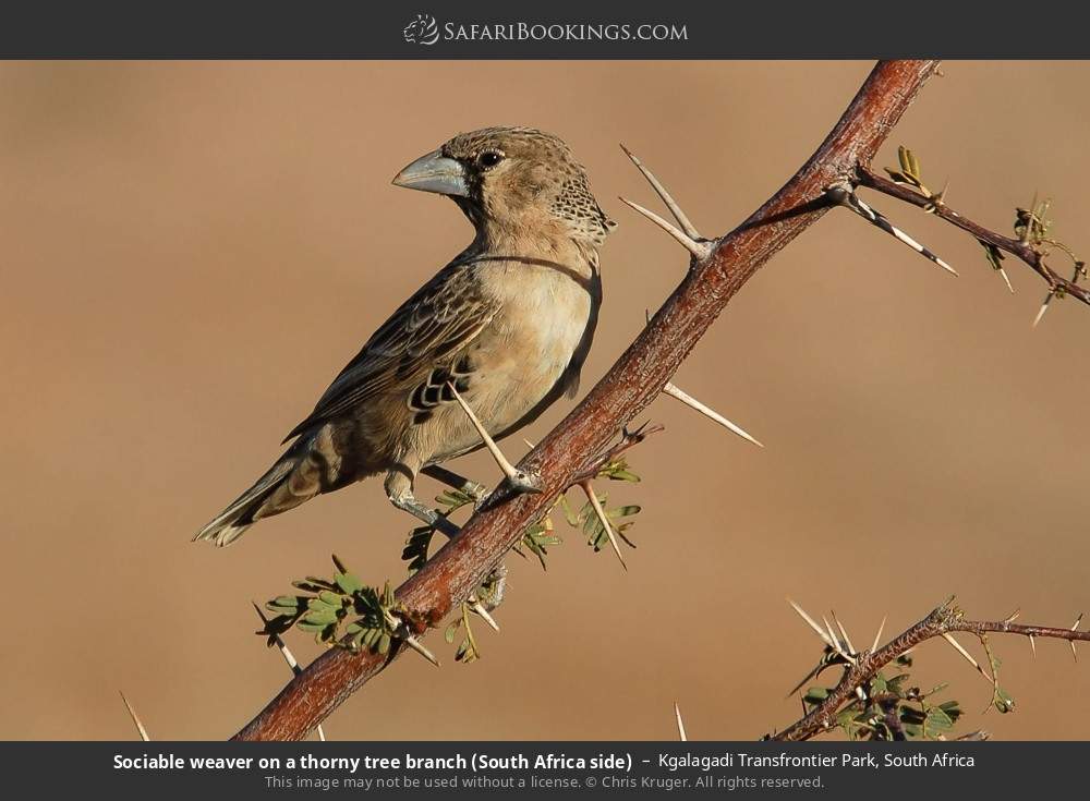 Sociable weaver on a thorny tree branch in Kgalagadi Transfrontier Park, South Africa
