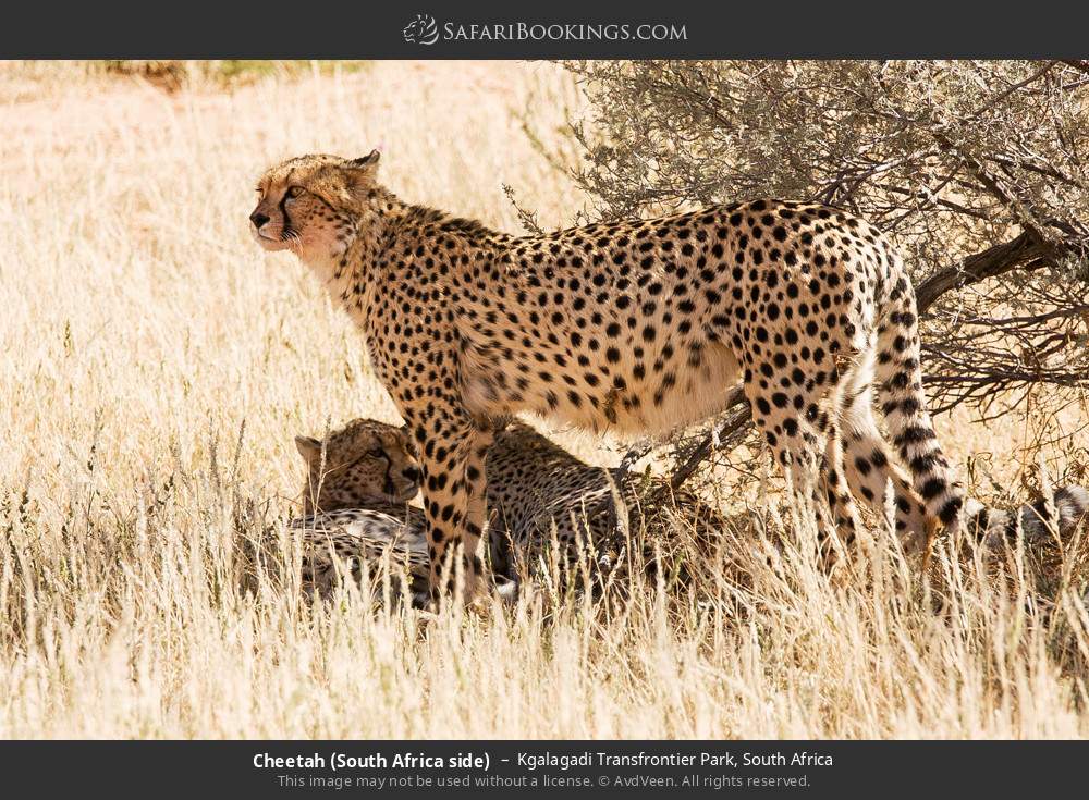 Cheetahs in Kgalagadi Transfrontier Park, South Africa