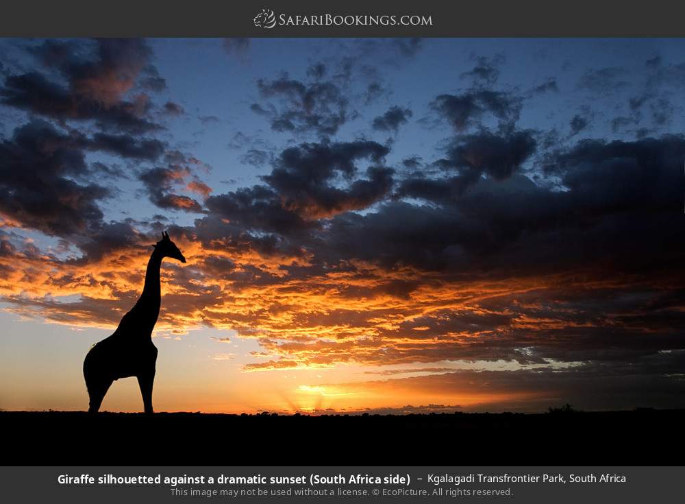 Giraffe silhouetted against a dramatic sunset in Kgalagadi Transfrontier Park, South Africa